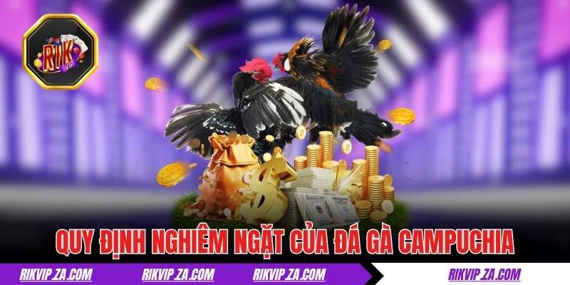 Đá Gà Campuchia - Thiên Đường Đích Thực Của Giới Sư Kê 2 Quy định và luật lệ nghiêm ngặt của đá gà Campuchia